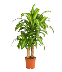 Thumbnail for Dracaena Massangeana Plant
