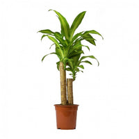 Thumbnail for Dracaena Massangeana Plant
