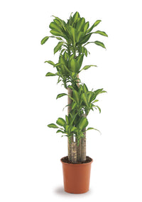 Thumbnail for Dracaena Massangeana Plant