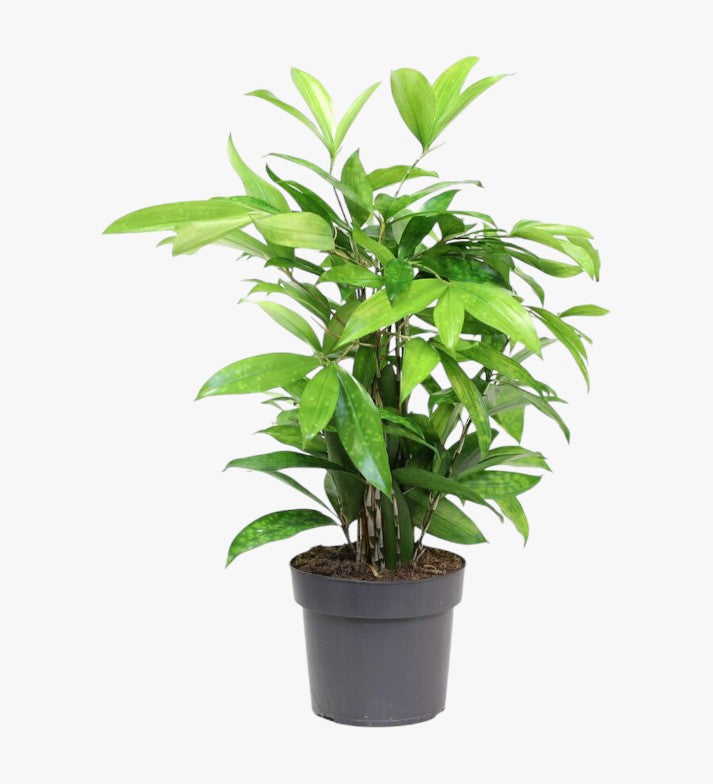 Dracaena Surculosa Plant
