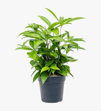Thumbnail for Dracaena Surculosa Plant
