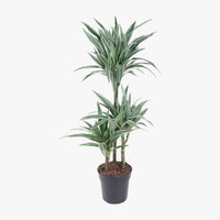 Thumbnail for Dracaena Warneckii Plant - Dragon Plant - Corn Plant - Female Dragon