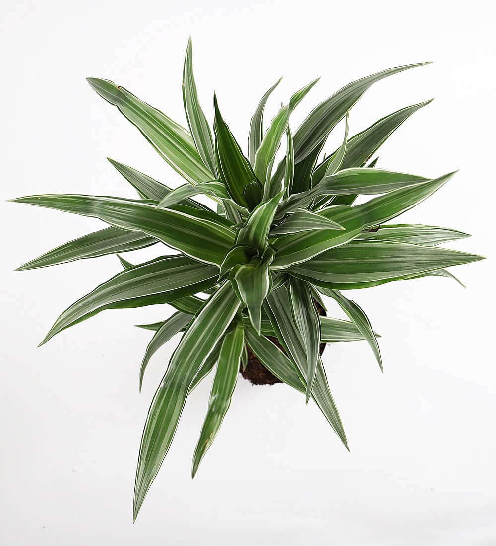 Dracaena Warneckii Plant - Dragon Plant - Corn Plant - Female Dragon