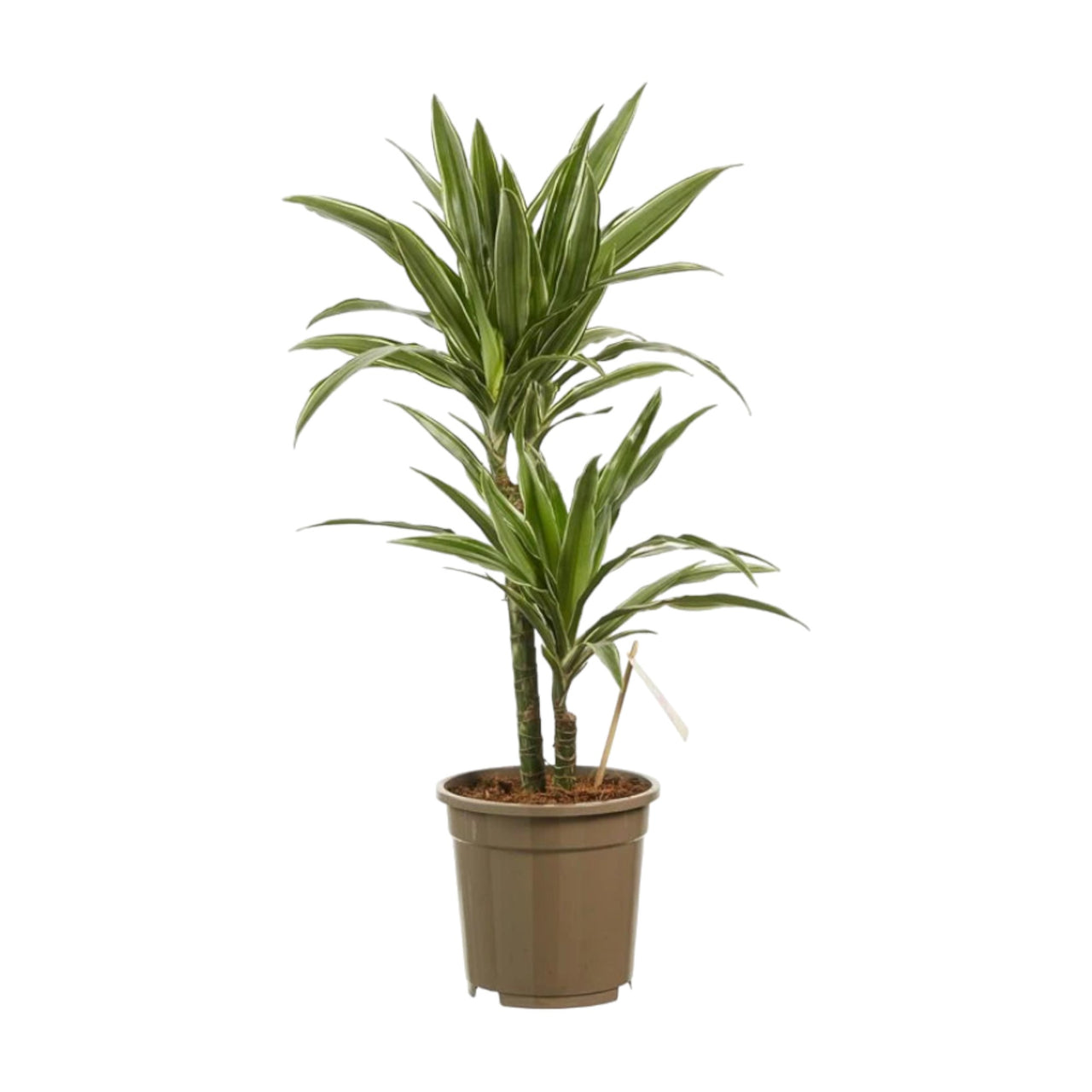 Dracaena Warneckii Plant - Dragon Plant - Corn Plant - Female Dragon
