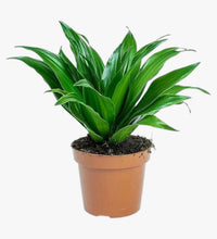 Thumbnail for Dracaena Fragrans – Compacta – 2pp