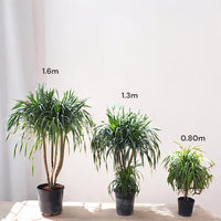 Thumbnail for Dracaena Draco – Multi Stem Dragon Tree