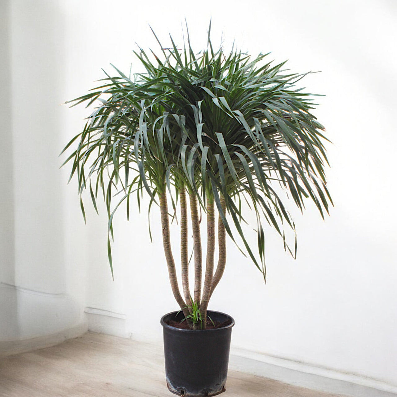 Dracaena Draco – Multi Stem Dragon Tree