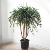 Thumbnail for Dracaena Draco – Multi Stem Dragon Tree
