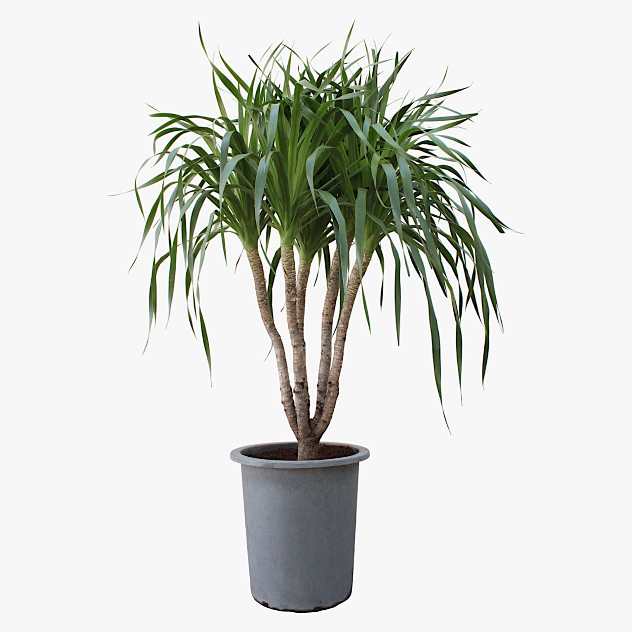 Dracaena Draco – Multi Stem Dragon Tree