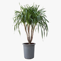 Thumbnail for Dracaena Draco – Multi Stem Dragon Tree