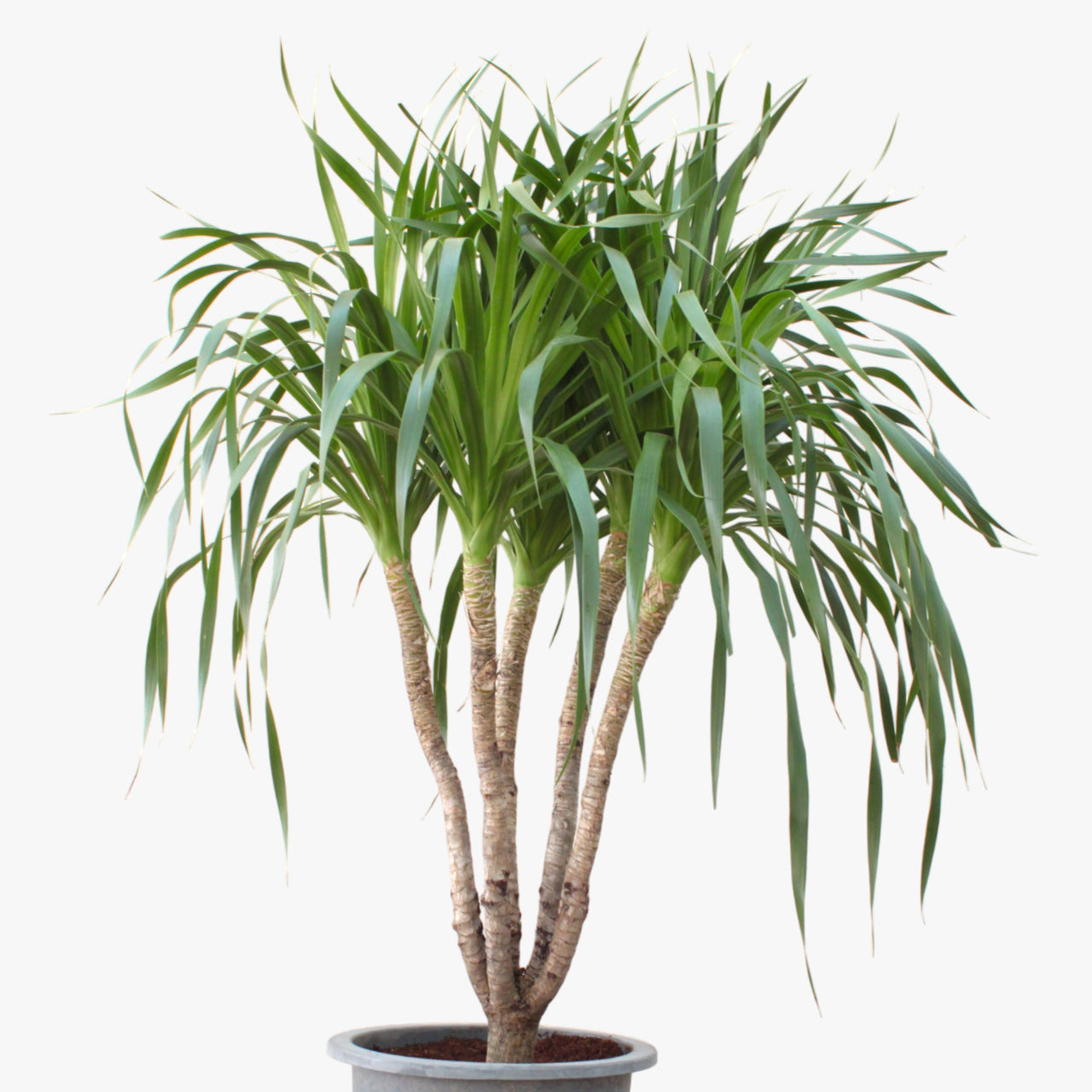 Dracaena Draco – Multi Stem Dragon Tree