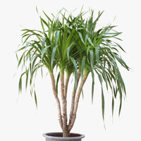 Thumbnail for Dracaena Draco – Multi Stem Dragon Tree