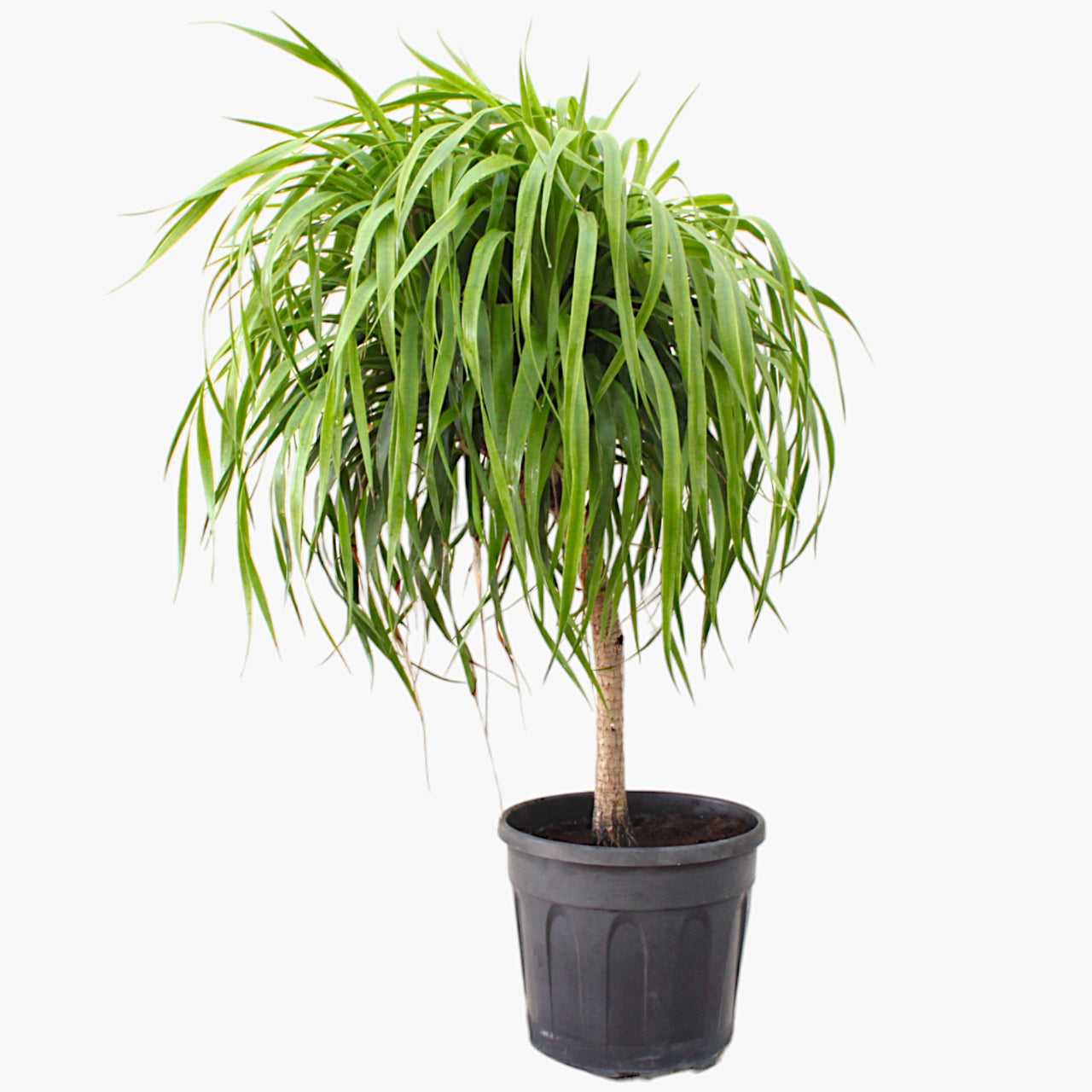 Dracaena Draco – Multi Stem Dragon Tree