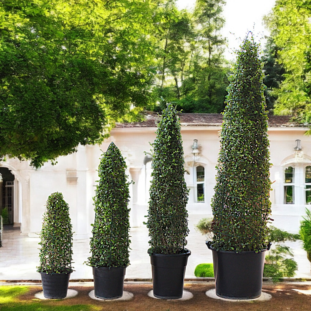 Ehretia Microphylla – Ehretia Cone Shape – Fukien Tea