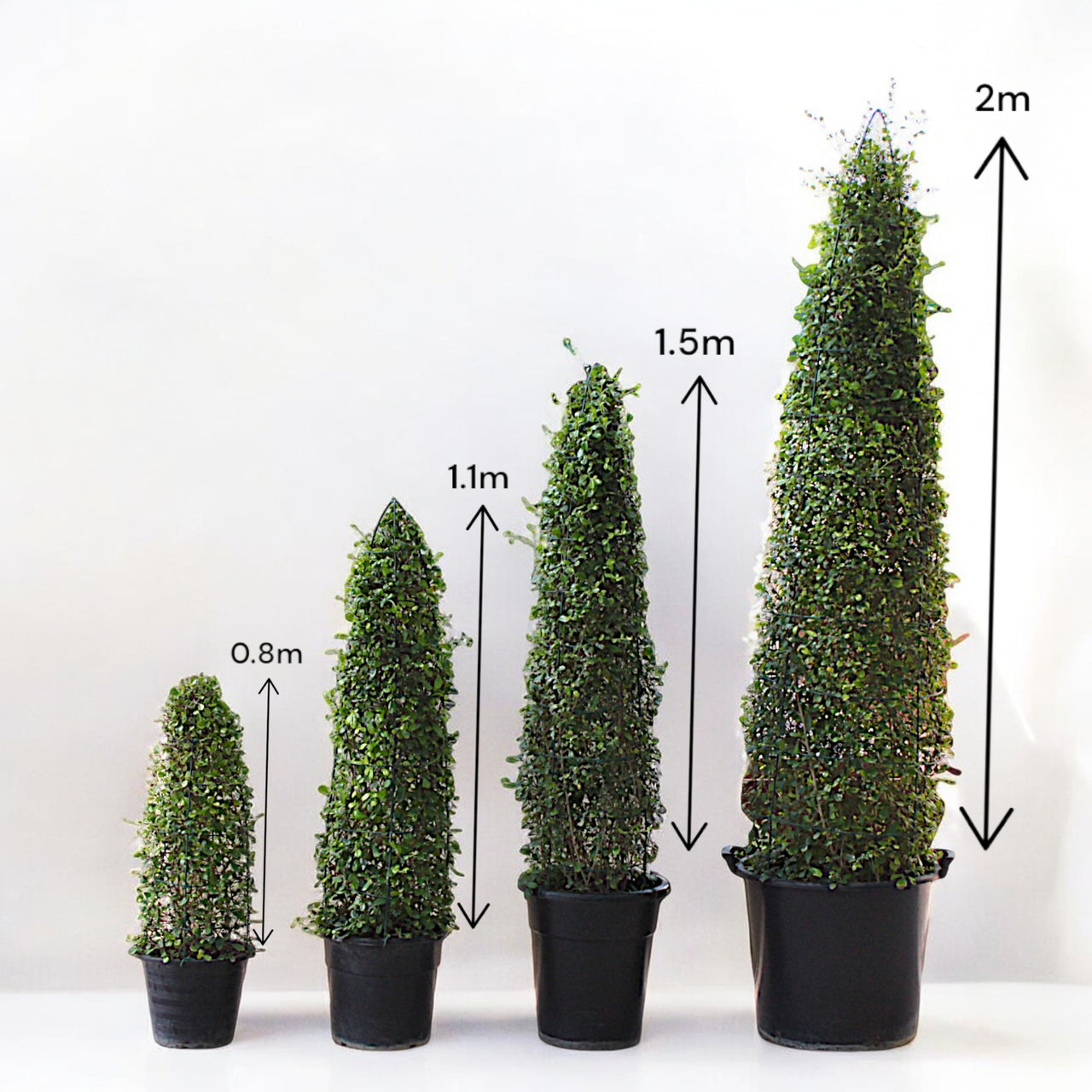 Ehretia Microphylla – Ehretia Cone Shape – Fukien Tea