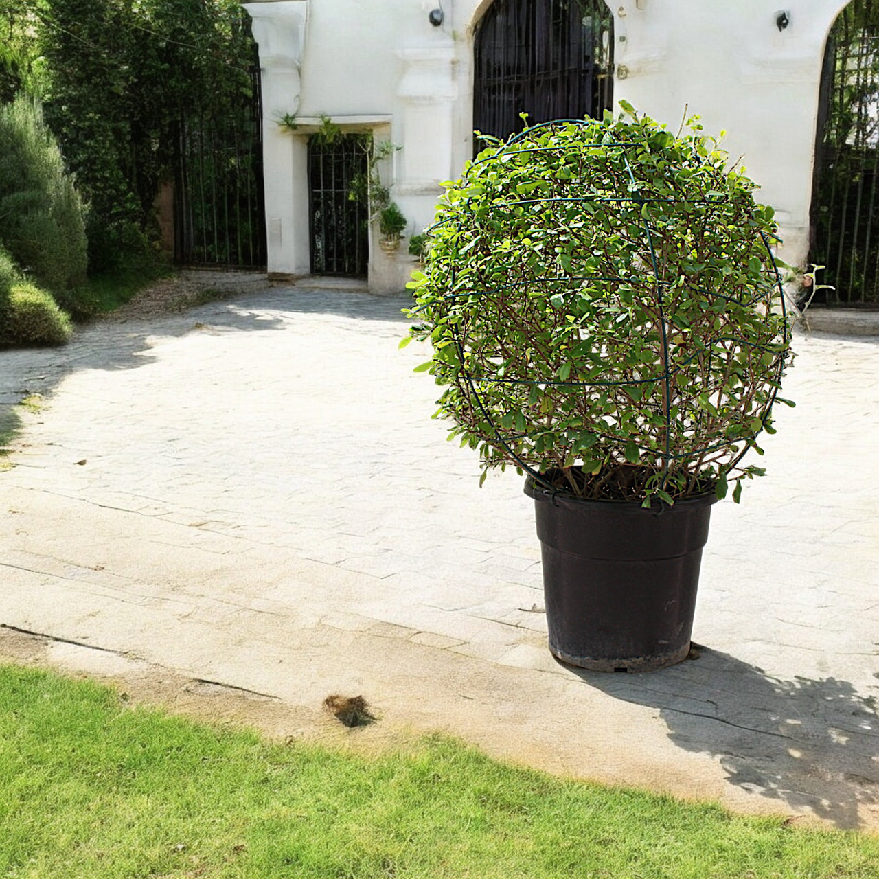 Ehretia Microphylla – Fukien Tea Tree – Ehretia Ball Shape