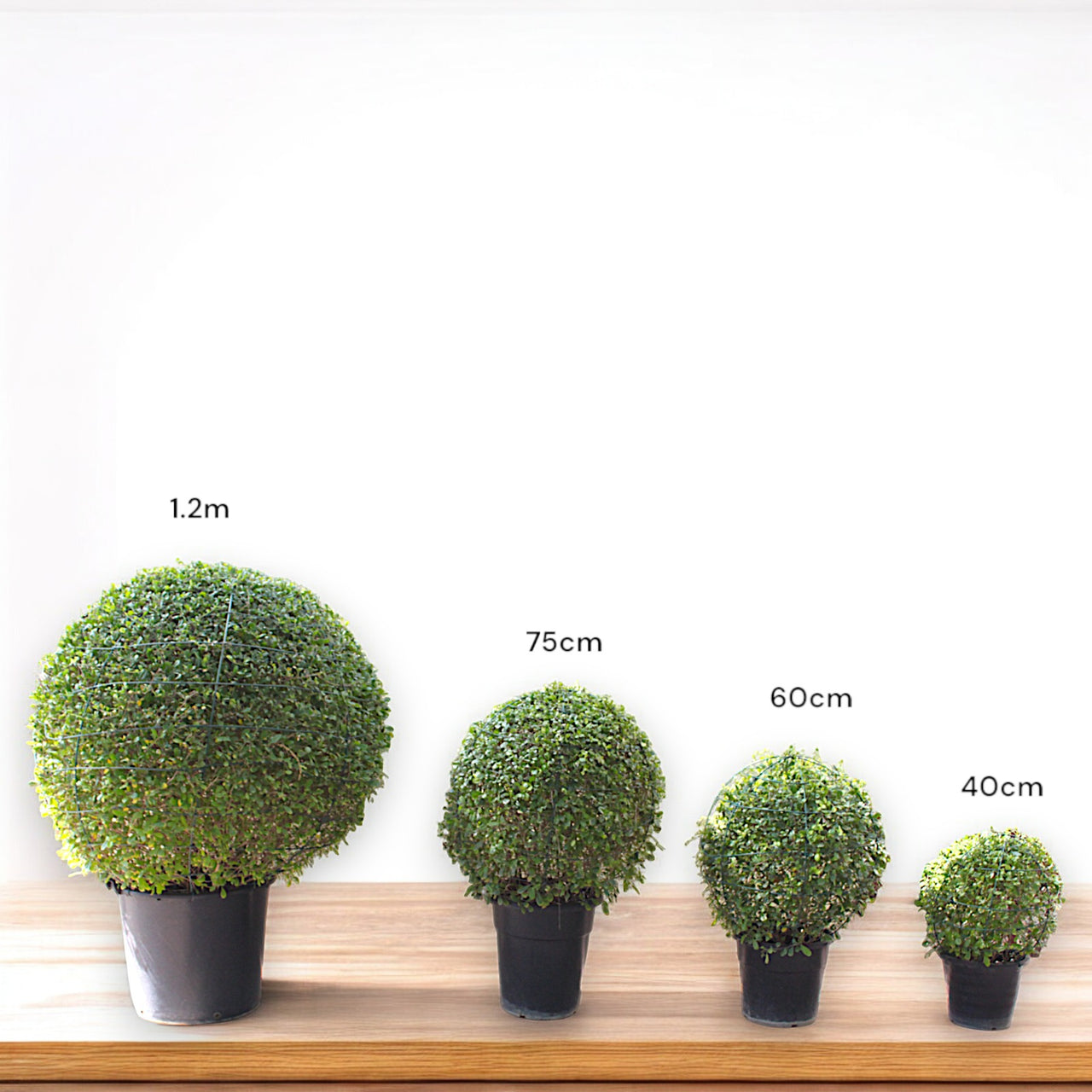Ehretia Microphylla – Fukien Tea Tree – Ehretia Ball Shape