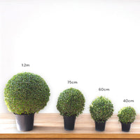 Thumbnail for Ehretia Microphylla – Fukien Tea Tree – Ehretia Ball Shape