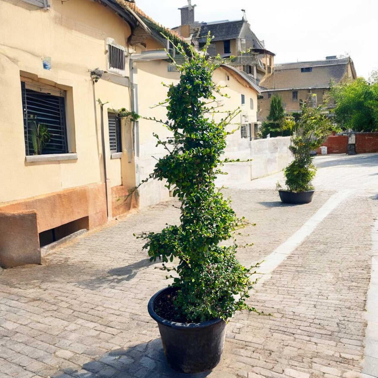Ehretia Microphylla – Spiral Shape – Fukien Tea Tree (1.5–2.0m)