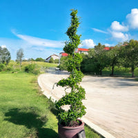 Thumbnail for Ehretia Microphylla – Spiral Shape – Fukien Tea Tree (1.5–2.0m)