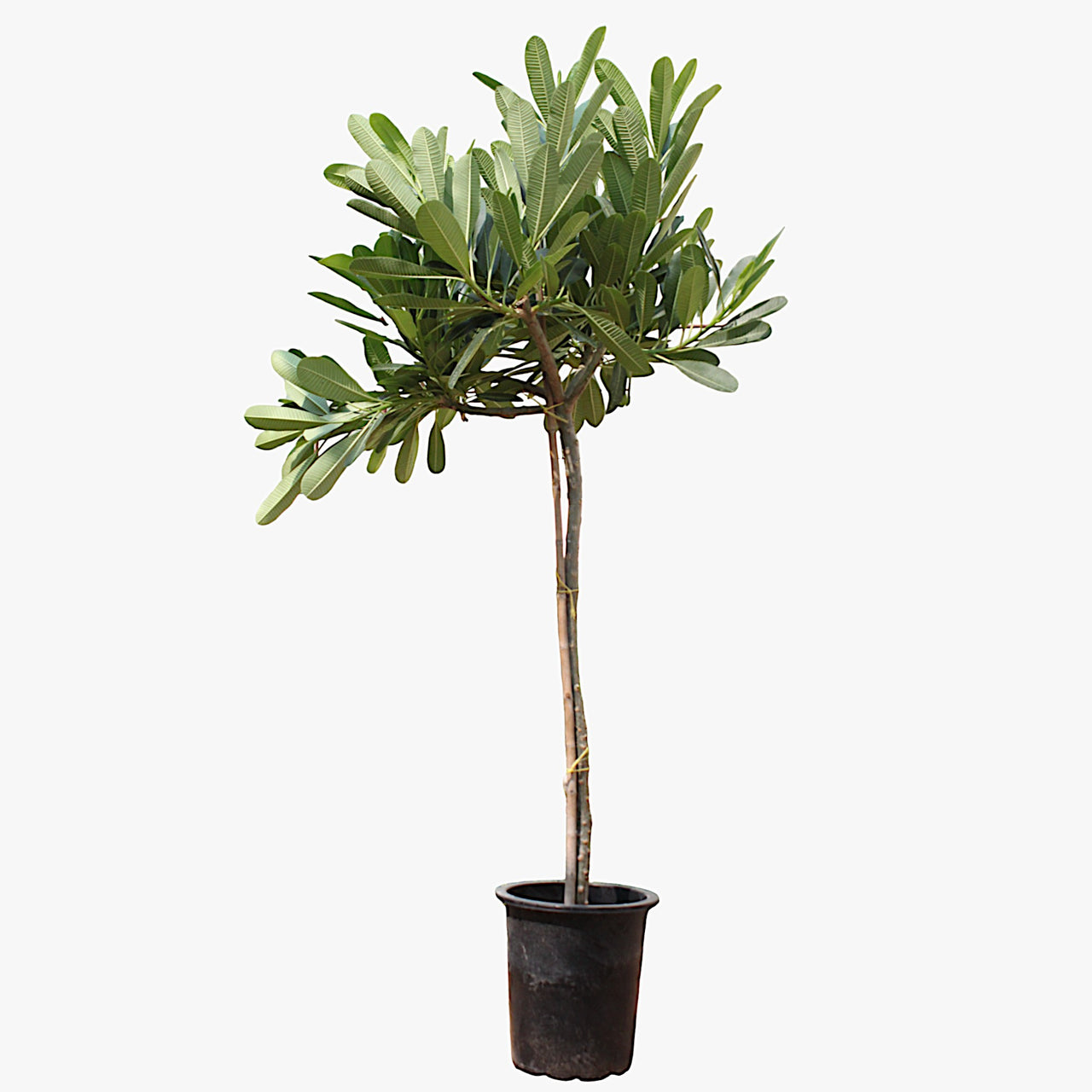 Plumeria Obtusa – Frangipani Tree
