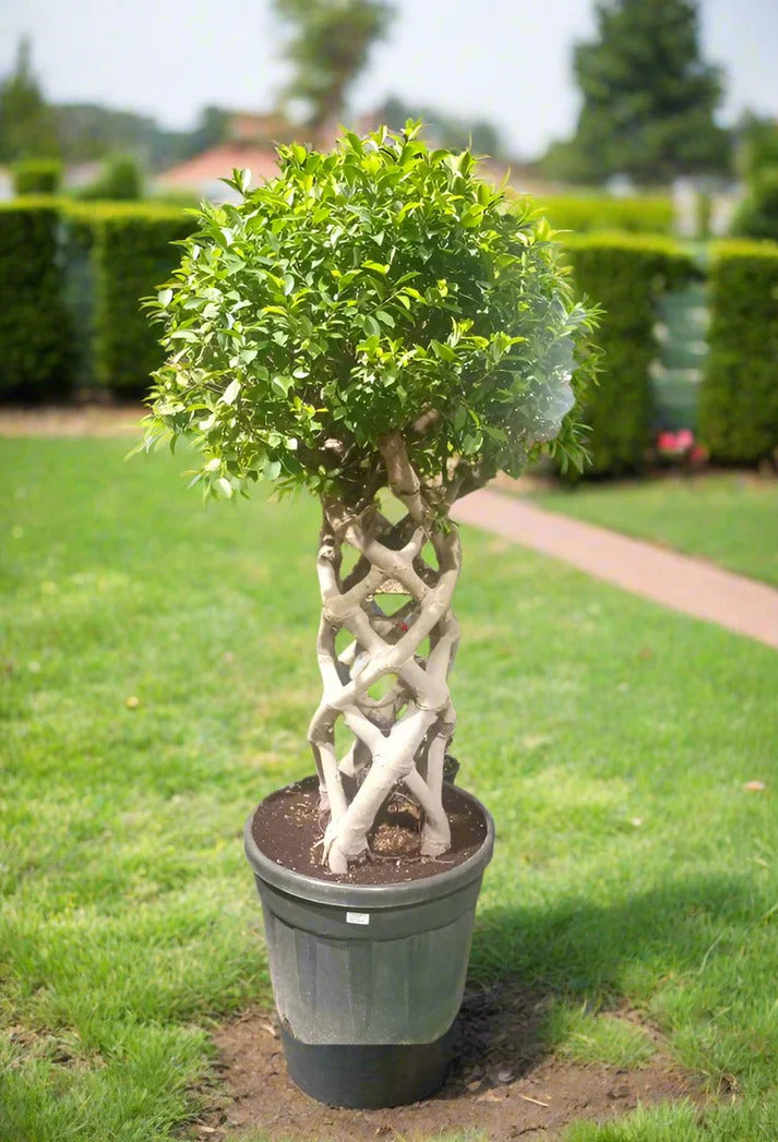 Ficus Benjamina – Cage Shape (1.5-1.8 m)