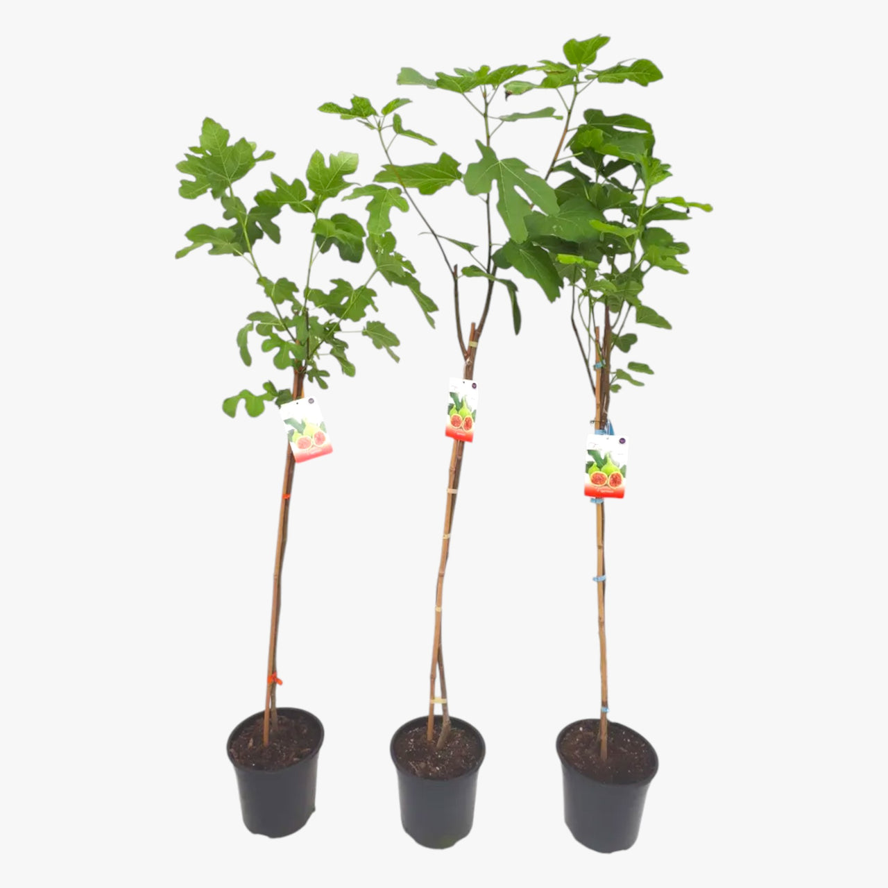 Ficus Carica – Fig Tree
