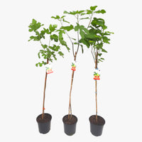 Thumbnail for Ficus Carica – Fig Tree