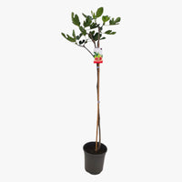 Thumbnail for Ficus Carica – Fig Tree