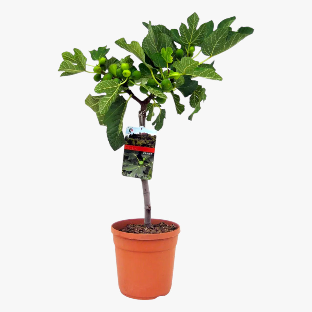 Ficus Carica – Fig Tree