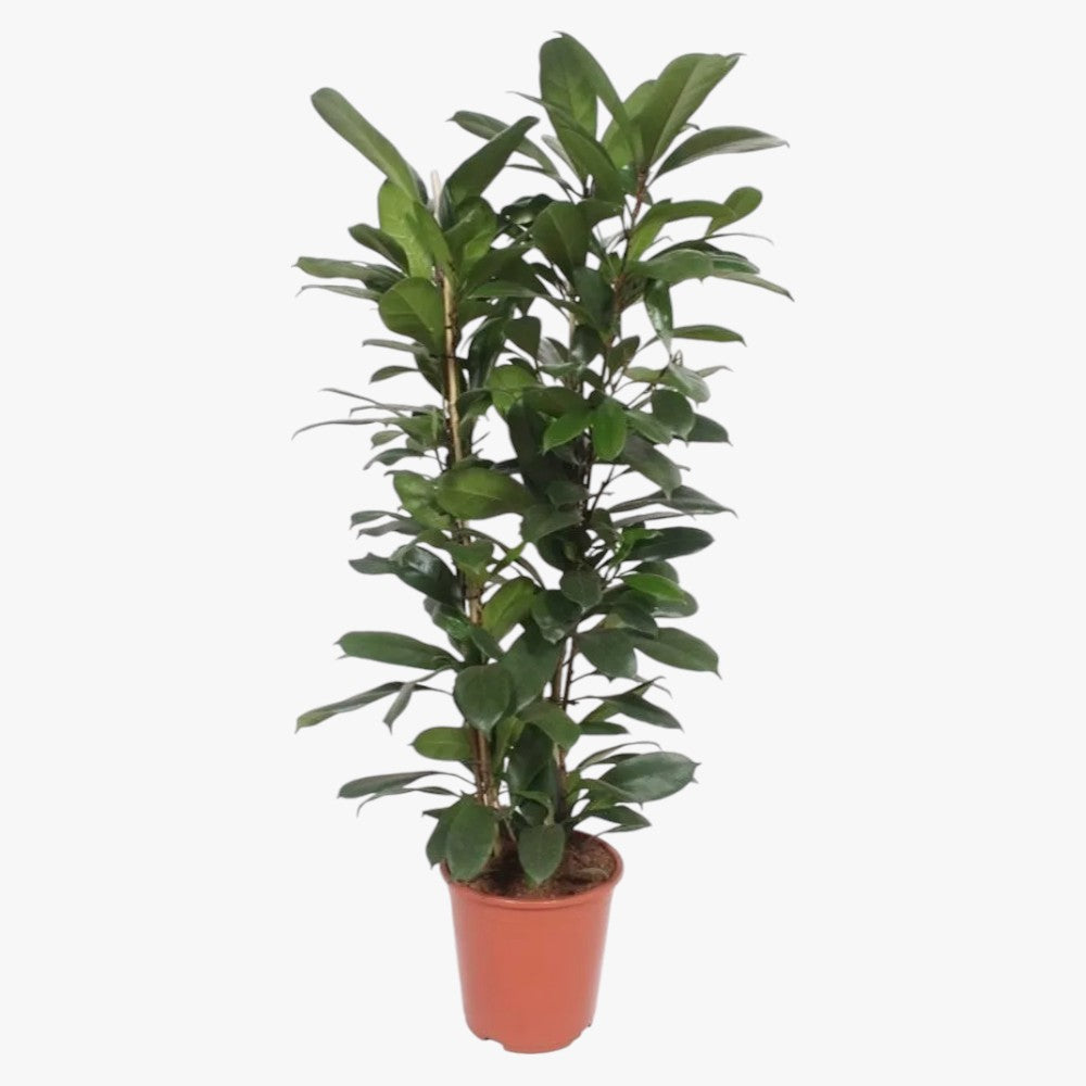 Ficus Cyathistipula – African Fig Tree