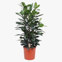 Thumbnail for Ficus Cyathistipula – African Fig Tree