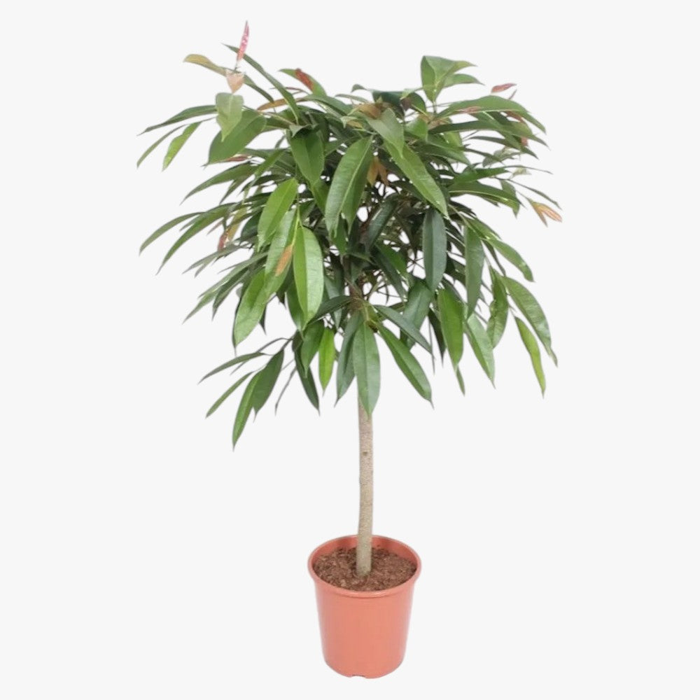 Ficus Amstel Queen/King
