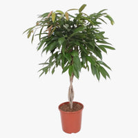 Thumbnail for Ficus Amstel Queen/King