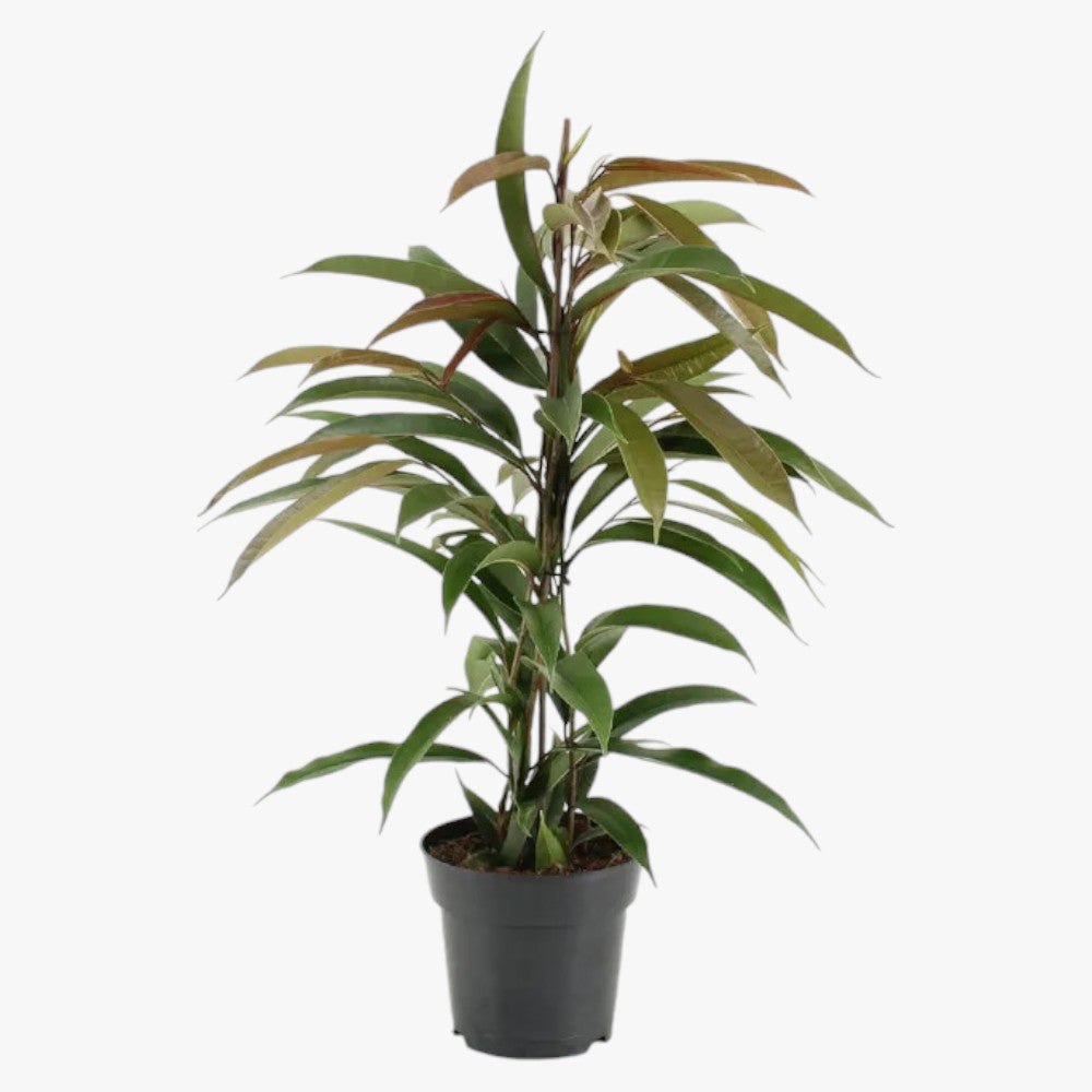 Ficus Amstel Queen/King
