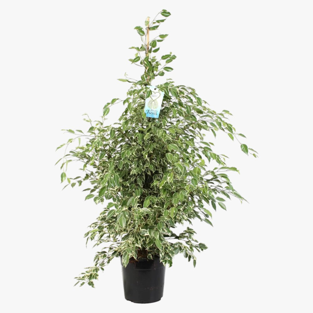 Ficus Benjamina – Starlight – Benjamin Tree