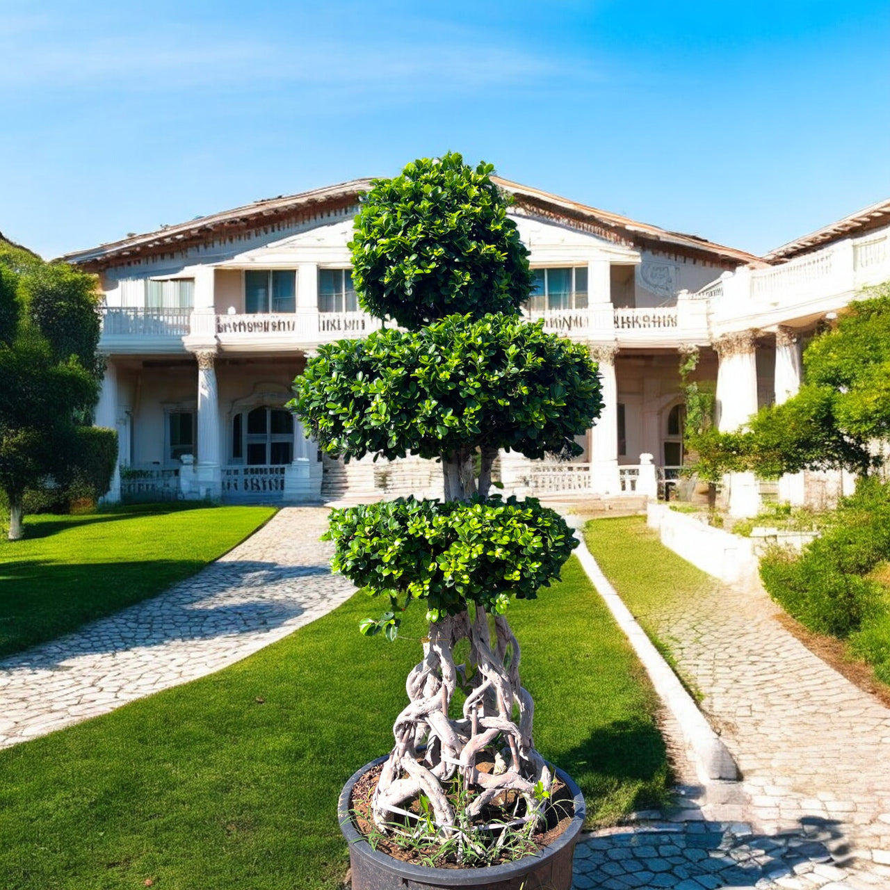Ficus Bonsai Net Shaped – 2.0-2.5m