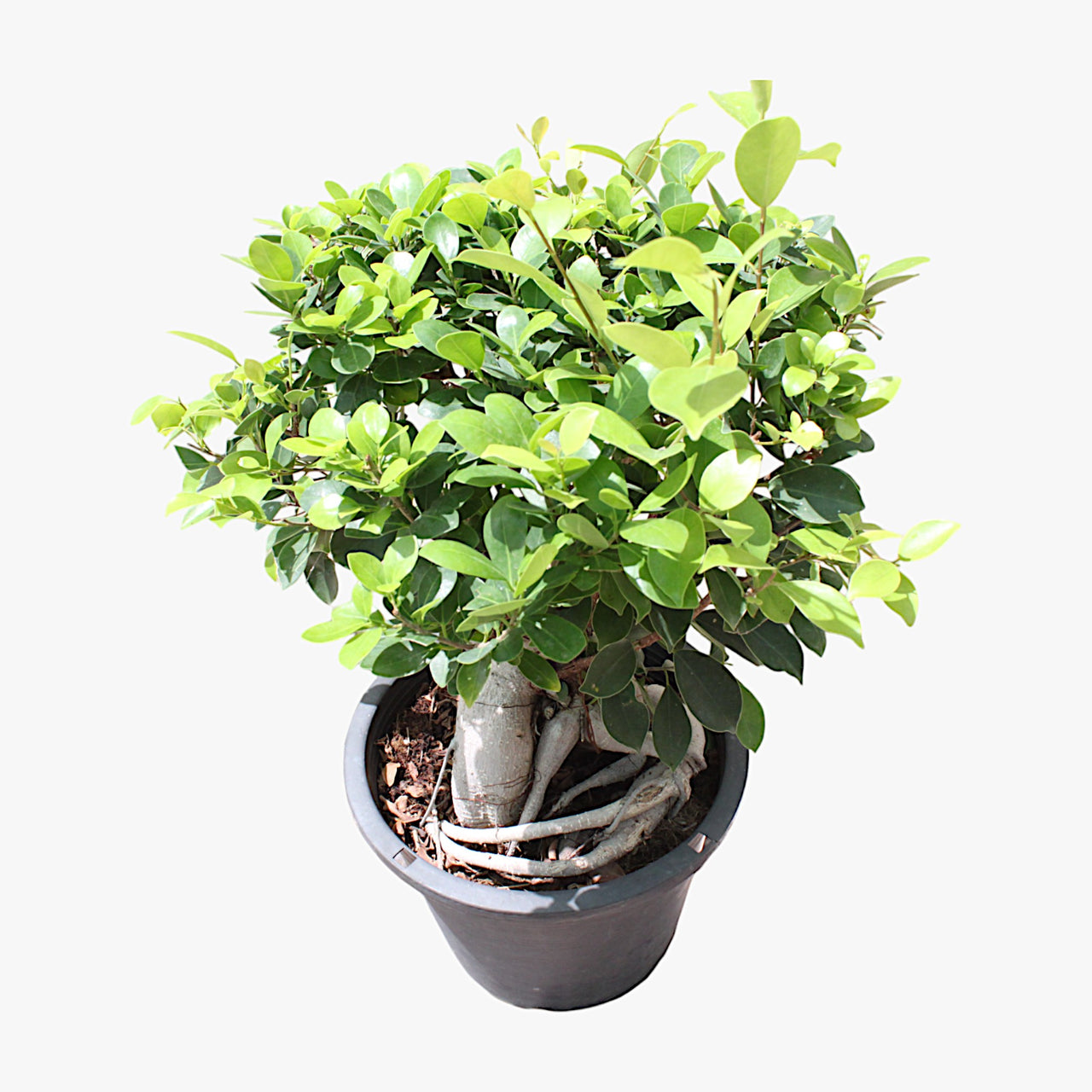 Ficus Bonsai – Ginseng Bonsai – Ficus Retusa Plant
