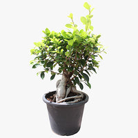 Thumbnail for Ficus Bonsai – Ginseng Bonsai – Ficus Retusa Plant