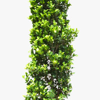Thumbnail for Ficus Cone β Ficus Diversifolia