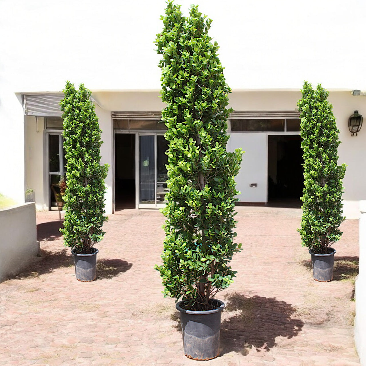 Ficus Cone β Ficus Diversifolia