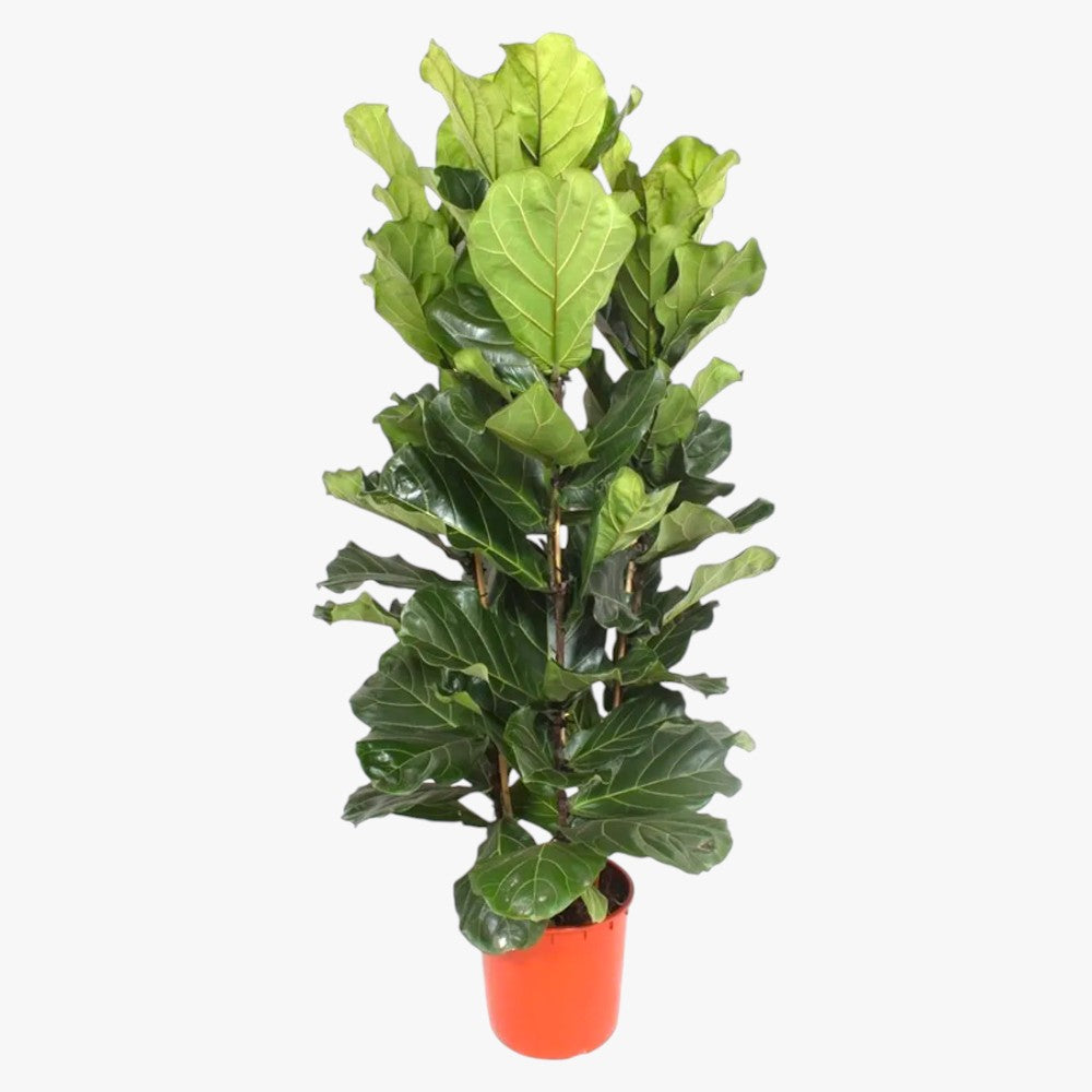Ficus Lyrata – Fiddle Leaf Fig – Fig Tree