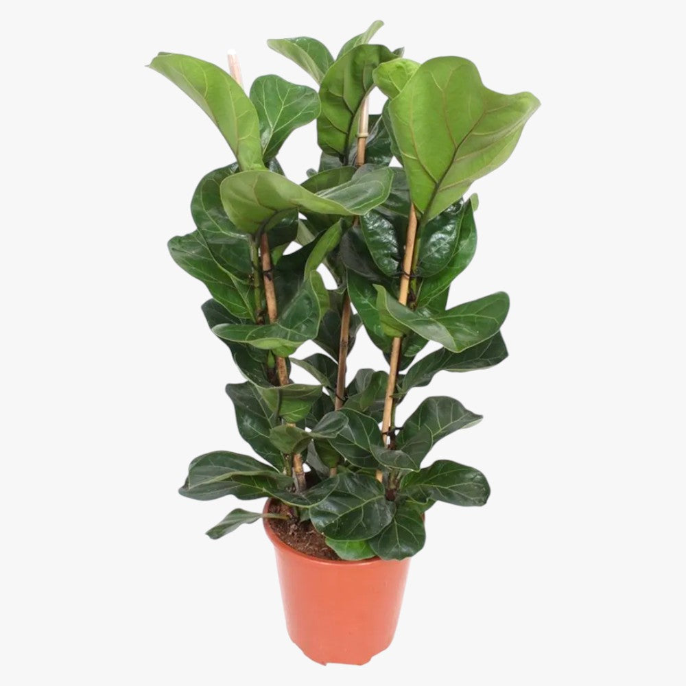 Ficus Lyrata – Fiddle Leaf Fig – Fig Tree