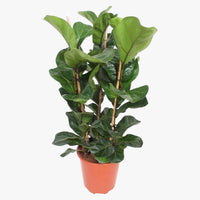 Thumbnail for Ficus Lyrata – Fiddle Leaf Fig – Fig Tree