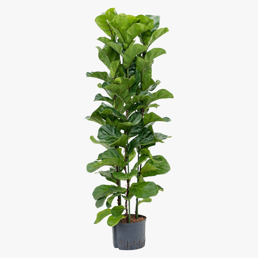 Ficus Lyrata – Fiddle Leaf Fig – Fig Tree