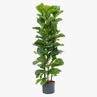 Thumbnail for Ficus Lyrata – Fiddle Leaf Fig – Fig Tree