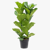 Thumbnail for Ficus Lyrata – Fiddle Leaf Fig – Fig Tree