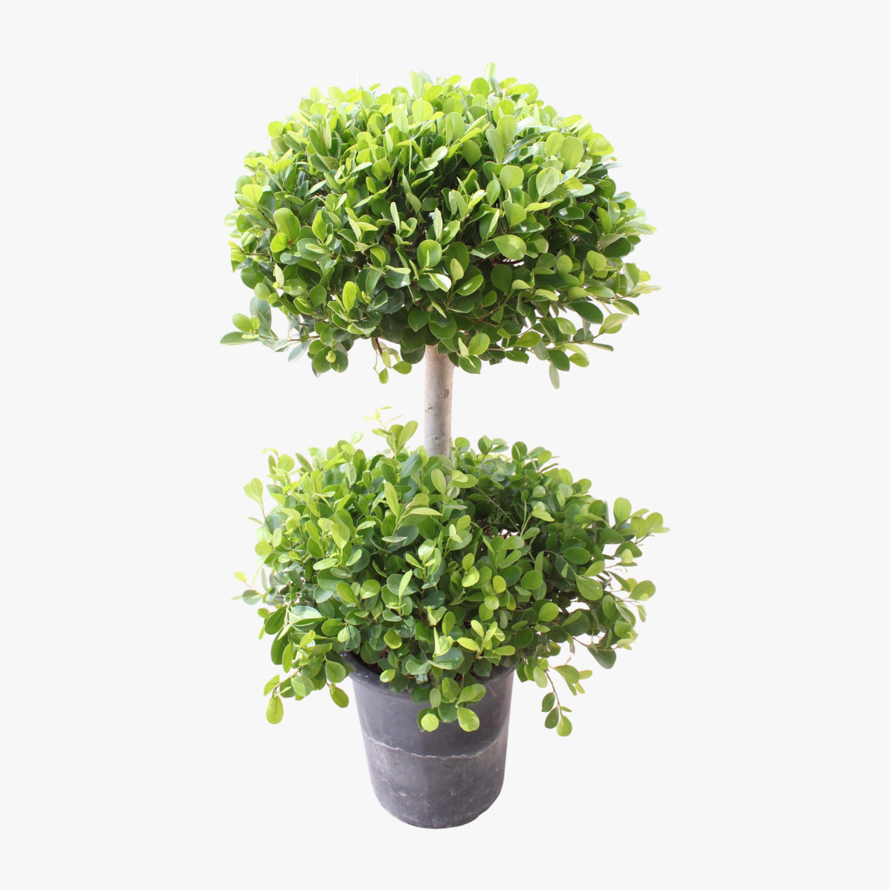 Ficus Panda – 2 Head – Ficus Retusa
