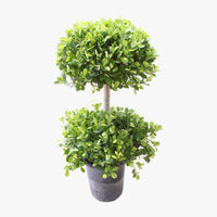 Thumbnail for Ficus Panda – 2 Head – Ficus Retusa