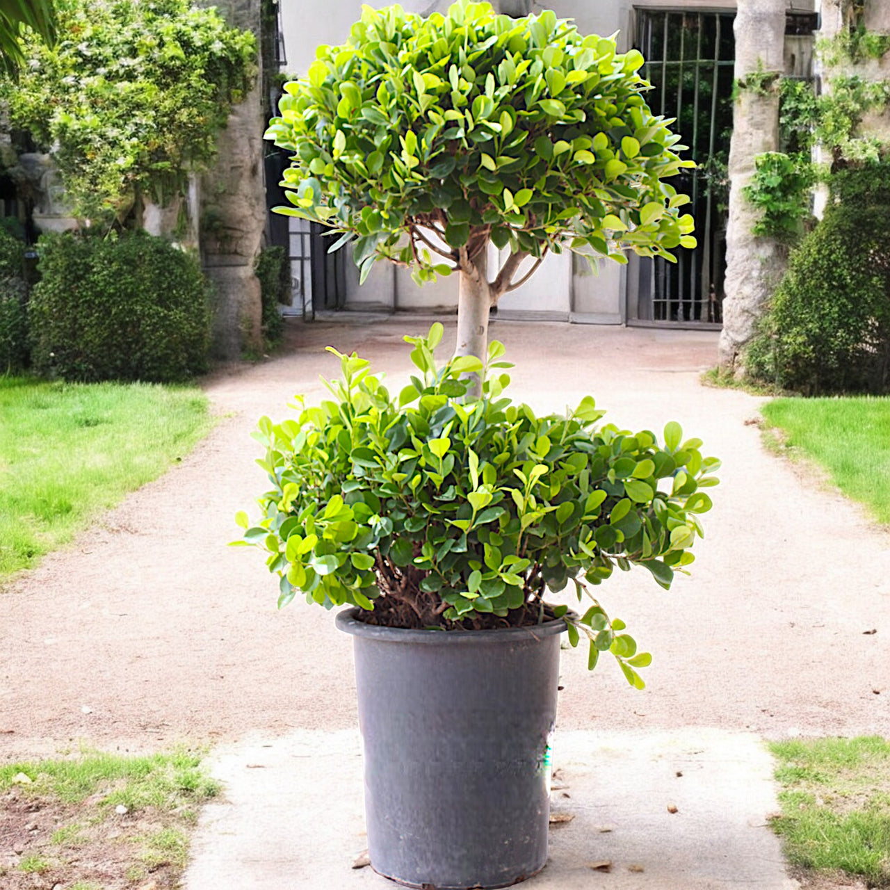 Ficus Panda – 2 Head – Ficus Retusa